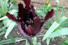 SAM_1109.webp