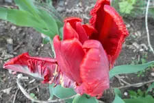 SAM_1104.webp
