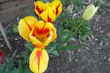SAM_1105.webp