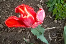 SAM_1111.webp