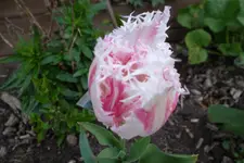 SAM_1112.webp