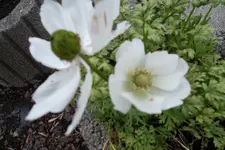 SAM_1113.webp