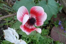 SAM_1115.webp