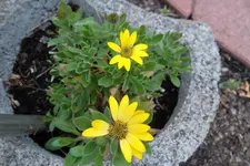 SAM_1119.webp