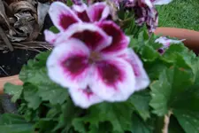 SAM_1121.webp