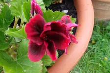 SAM_1122.webp