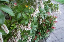 SAM_1126.webp