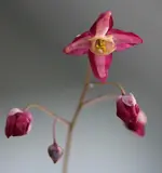 Elfenblume 04_16.webp