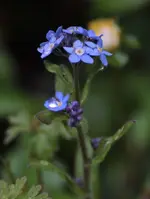 Vergissmeinnicht 04_16.webp