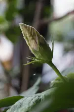 _DSC0282.webp