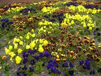 041.webp