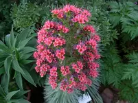 044.webp