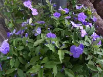 045.webp