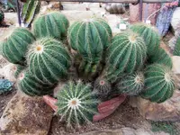 048.webp
