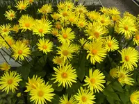 051.webp