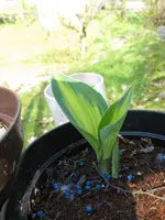 008_600x800.webp