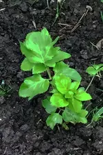 Angelica.webp