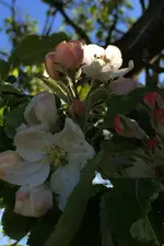 Apfelblüten.webp