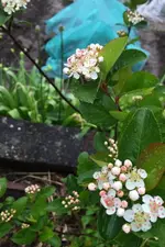 Aronia.webp