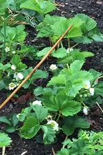 Erdbeeren.webp