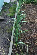 Knoblauch.jpg