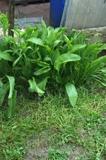 Meerrettich.webp