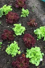 Salat.webp