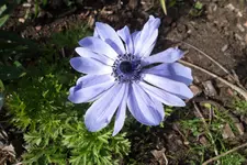 SAM_1128.webp