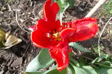 SAM_1129.webp