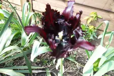 SAM_1132.webp