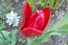SAM_1137.webp