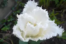 SAM_1138.webp