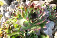 SAM_1140.webp