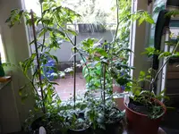 P1000225.webp