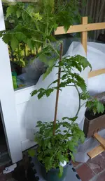 P1000230White Currant.webp
