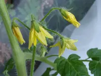 P1000234Resi Gold.webp