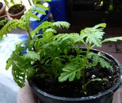 P1000245Tagetes.webp