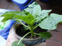 P1000246Sonnenblume.webp