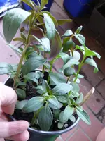 P1000247Löwenmäulchen.webp