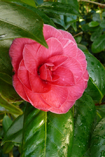 P1110590.webp