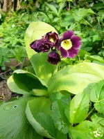 P1110604.webp