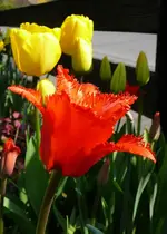 P1110620.webp