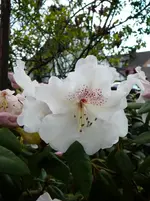 P1110673.webp