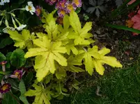 P1110675.webp