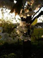 P1110698.webp