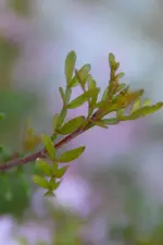 DSC_2647x.webp