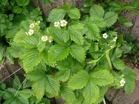 k-P1100315.webp