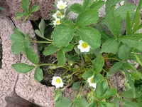 k-P1100318.webp