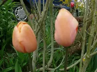 k-Tulpen (2).webp