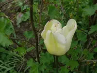 k-Tulpen (4).webp